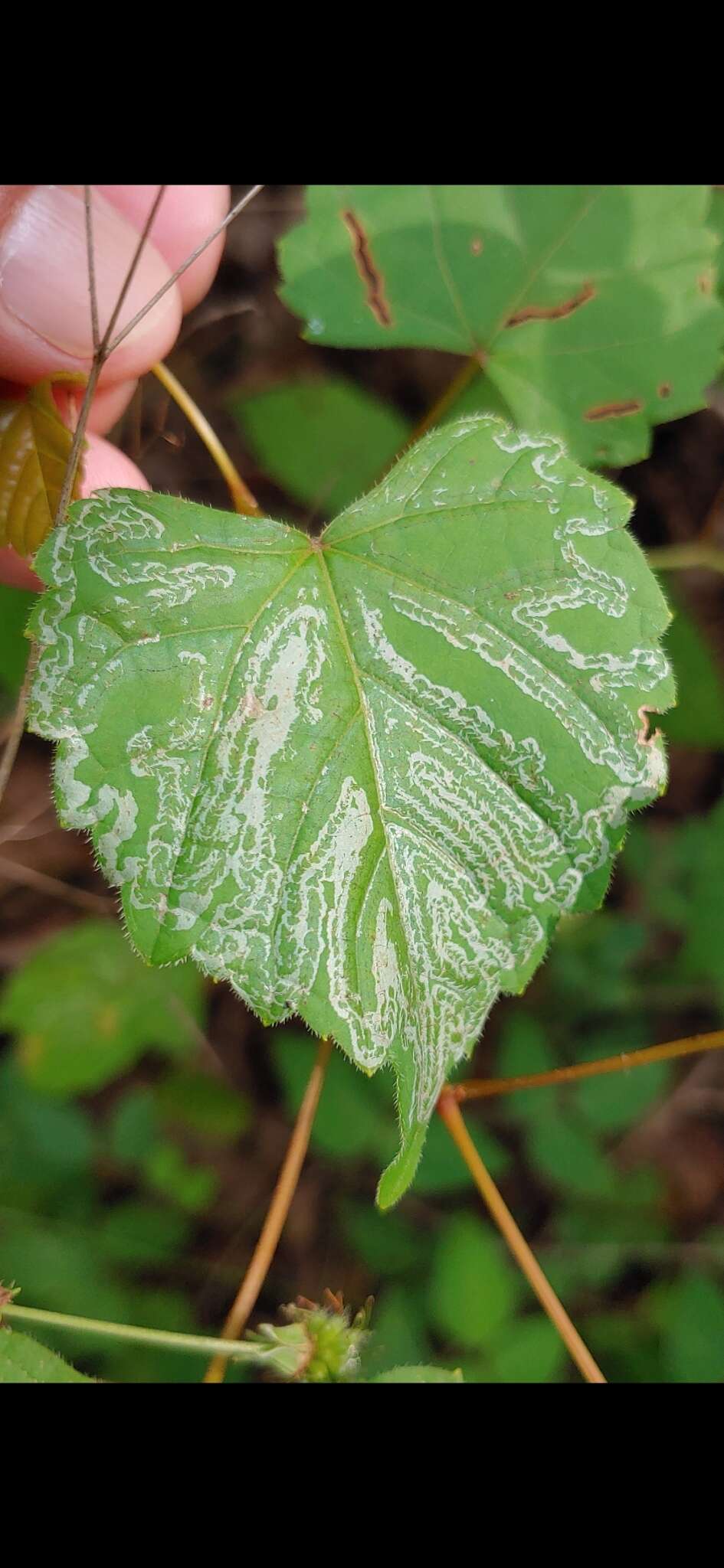 Image of Phyllocnistis vitegenella Clemens 1859