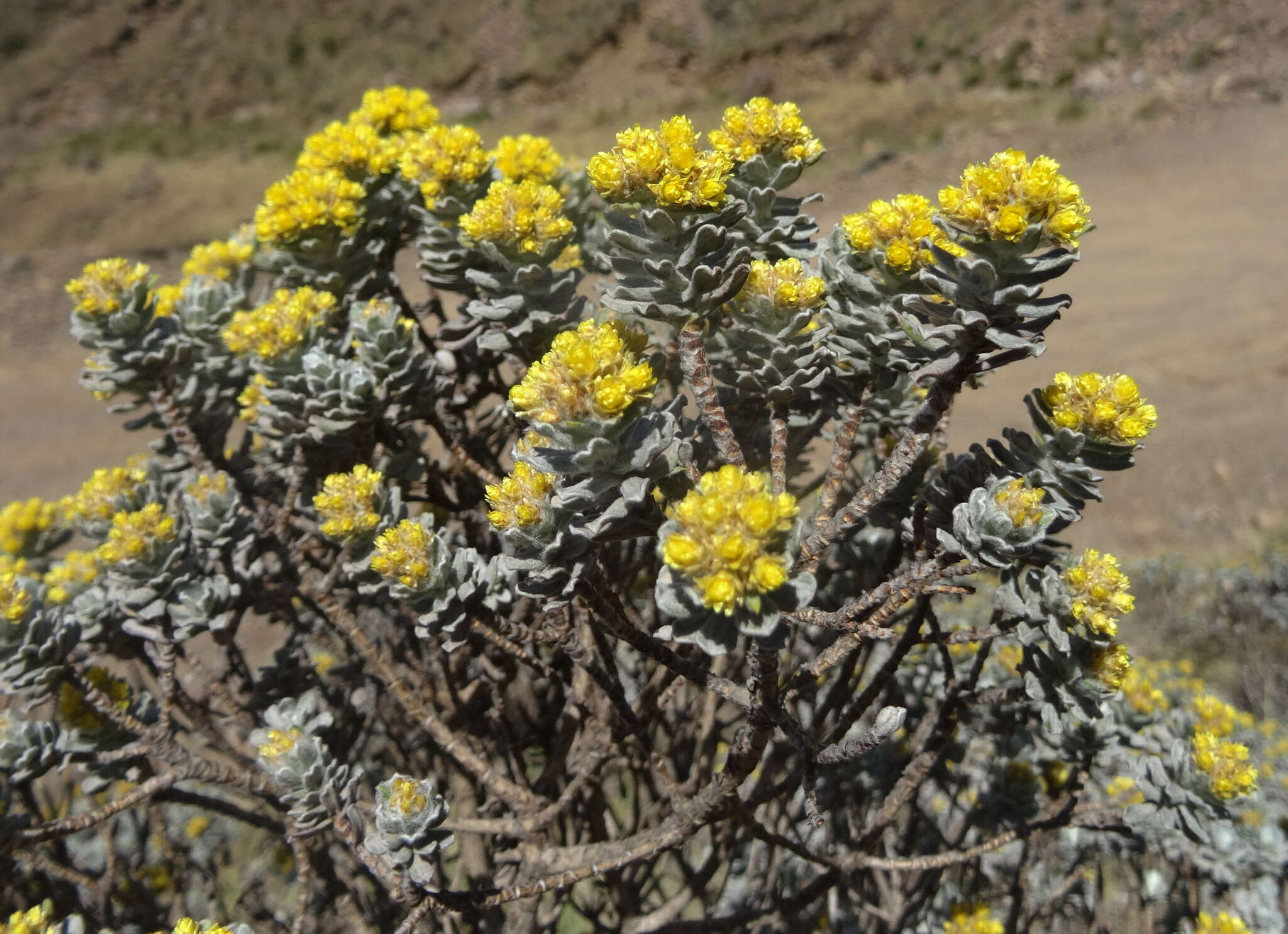 Image de Helichrysum trilineatum DC.