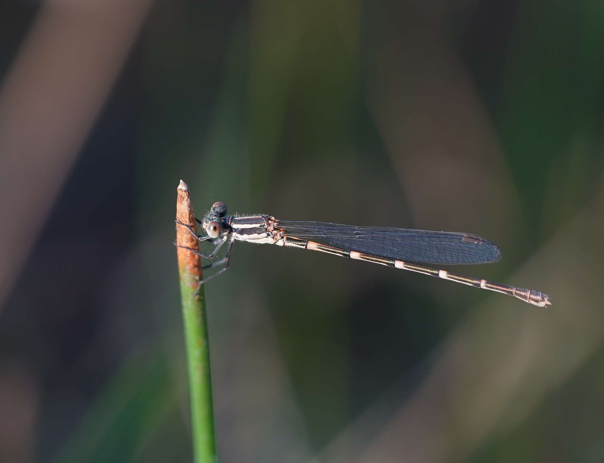 Plancia ëd Austrolestes leda (Selys 1862)