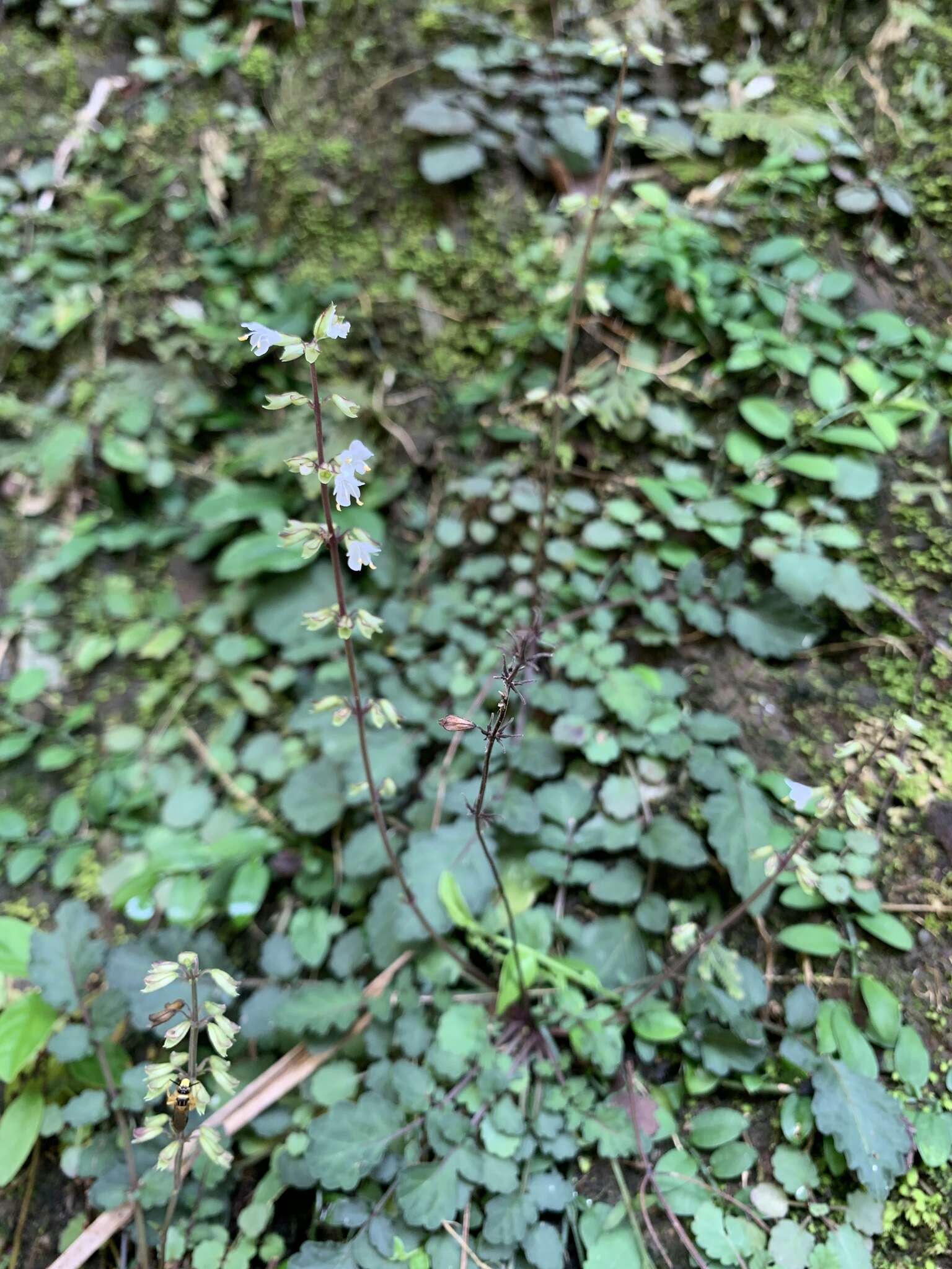 Image of Salvia hayatae Makino ex Hayata