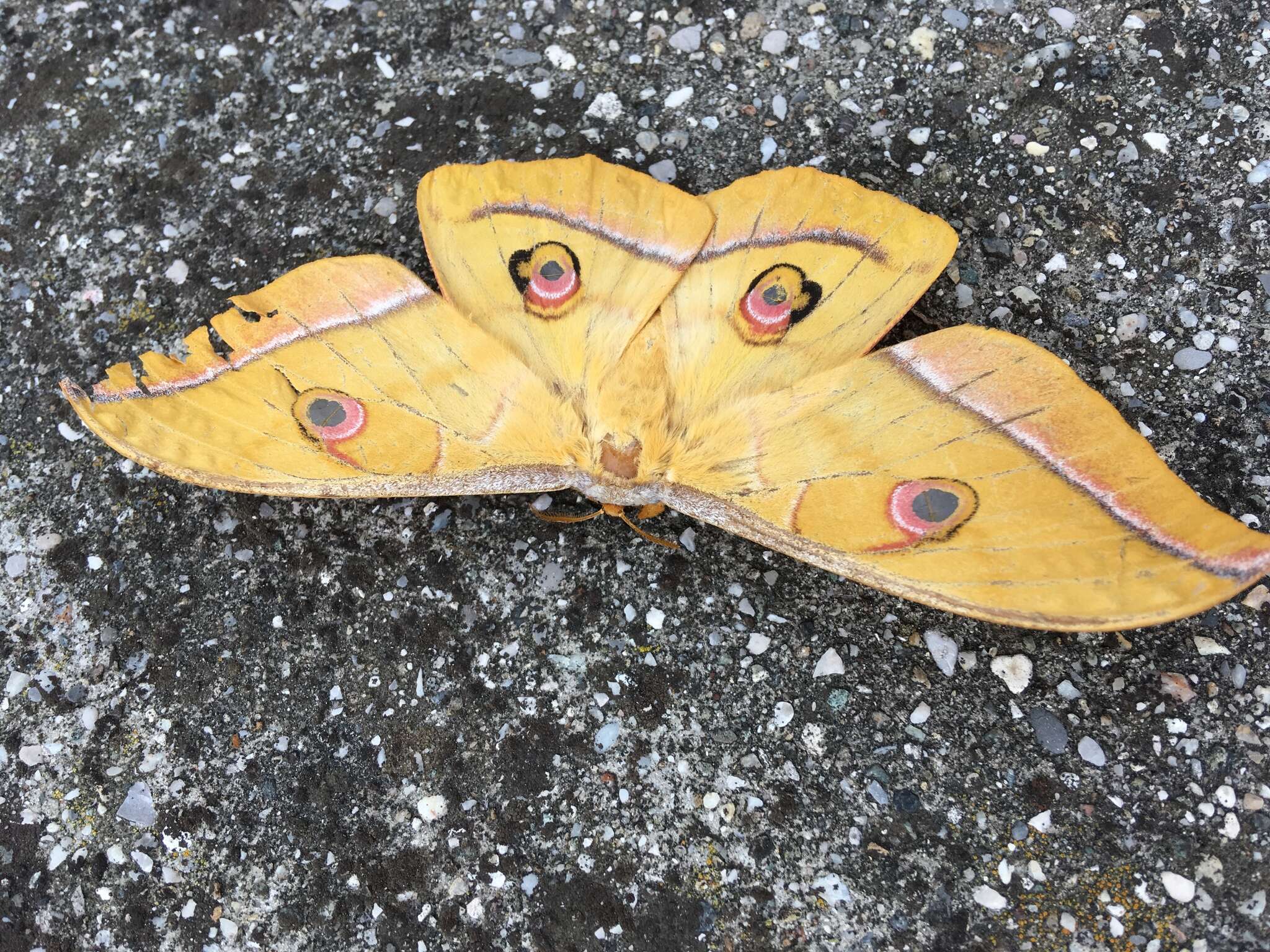 Antheraea yamamai (Guérin-Méneville 1861) resmi