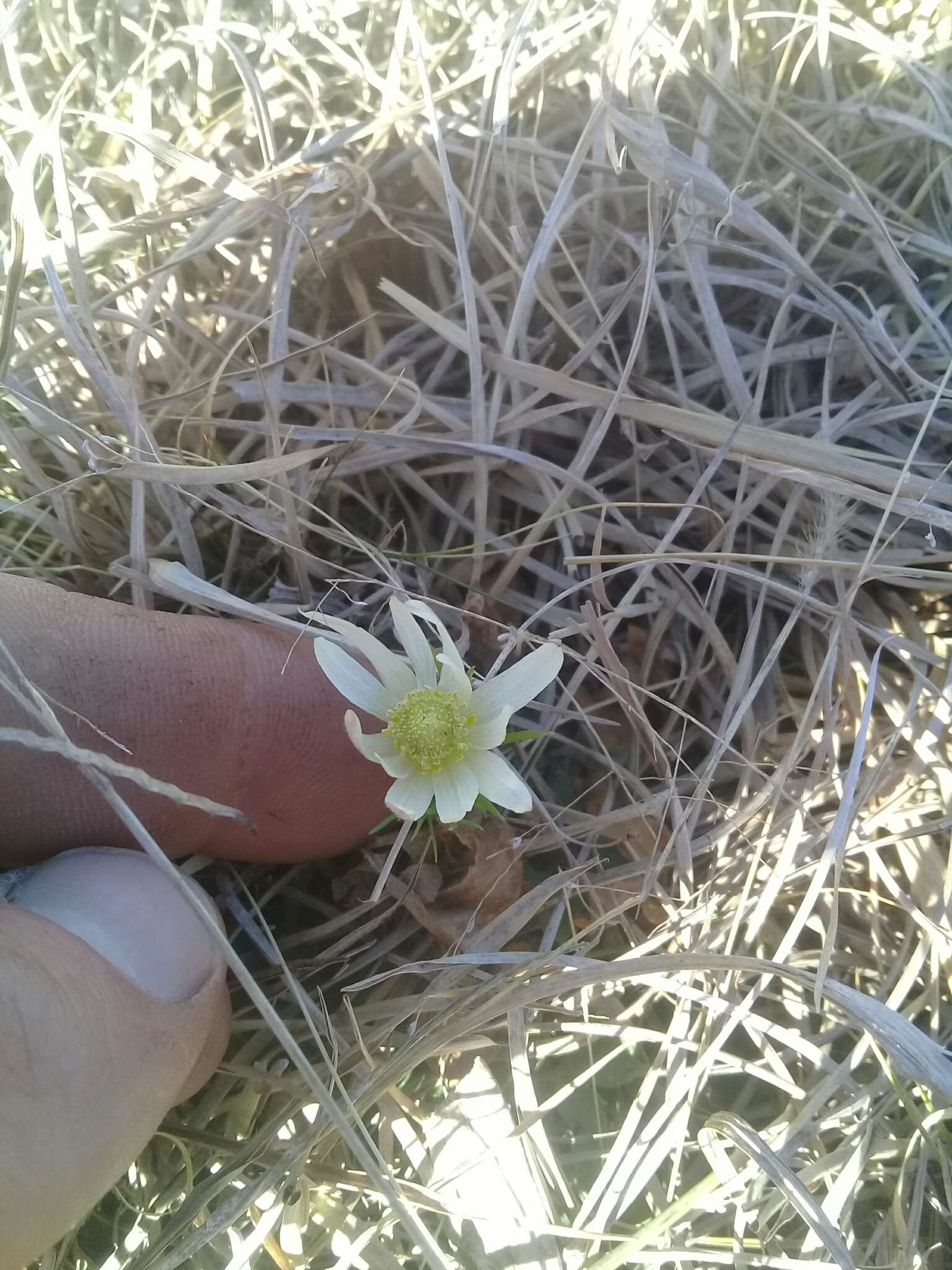 Imagem de Anemone decapetala Ard.