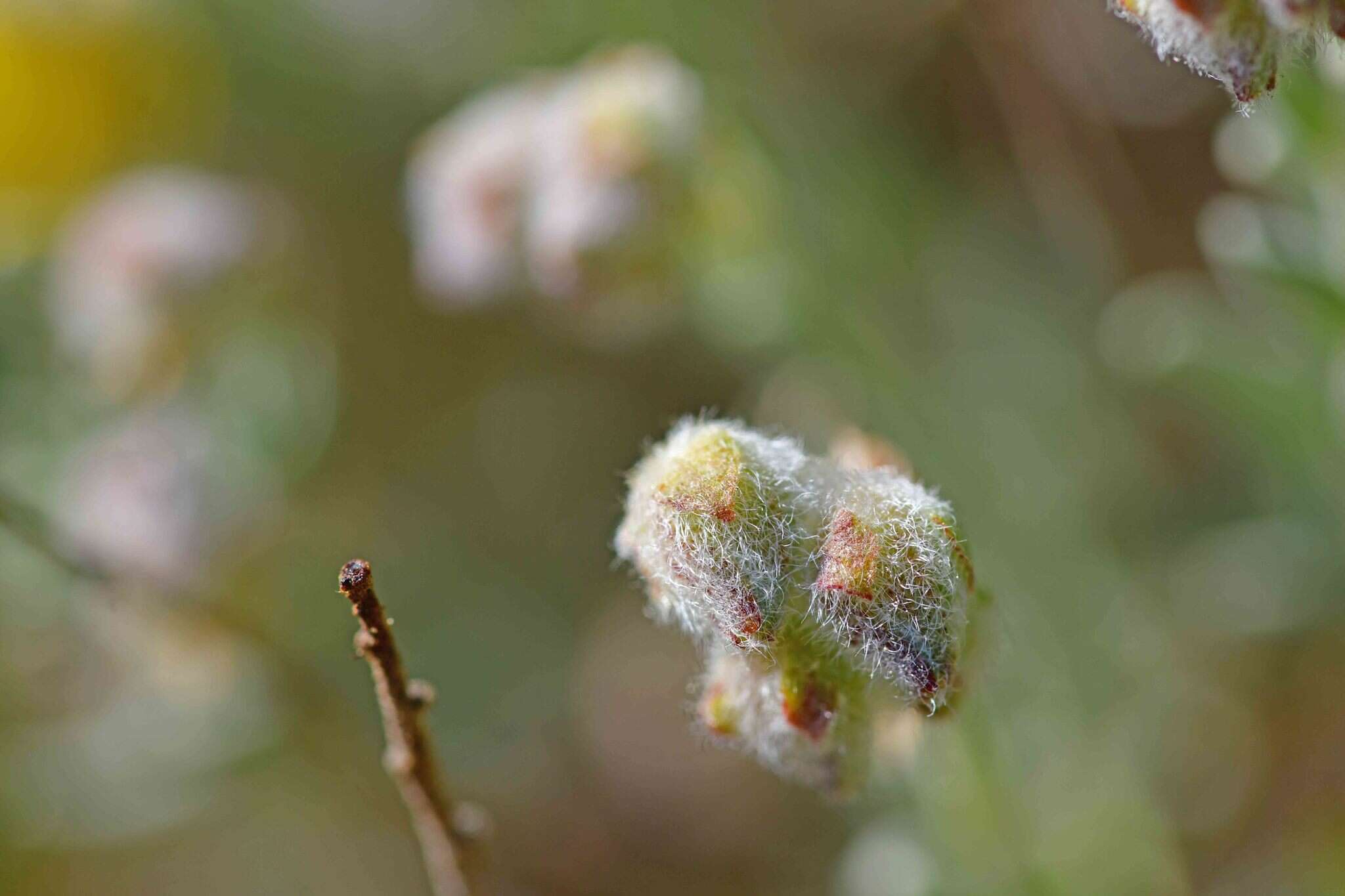 Helianthemum caput-felis Boiss. resmi