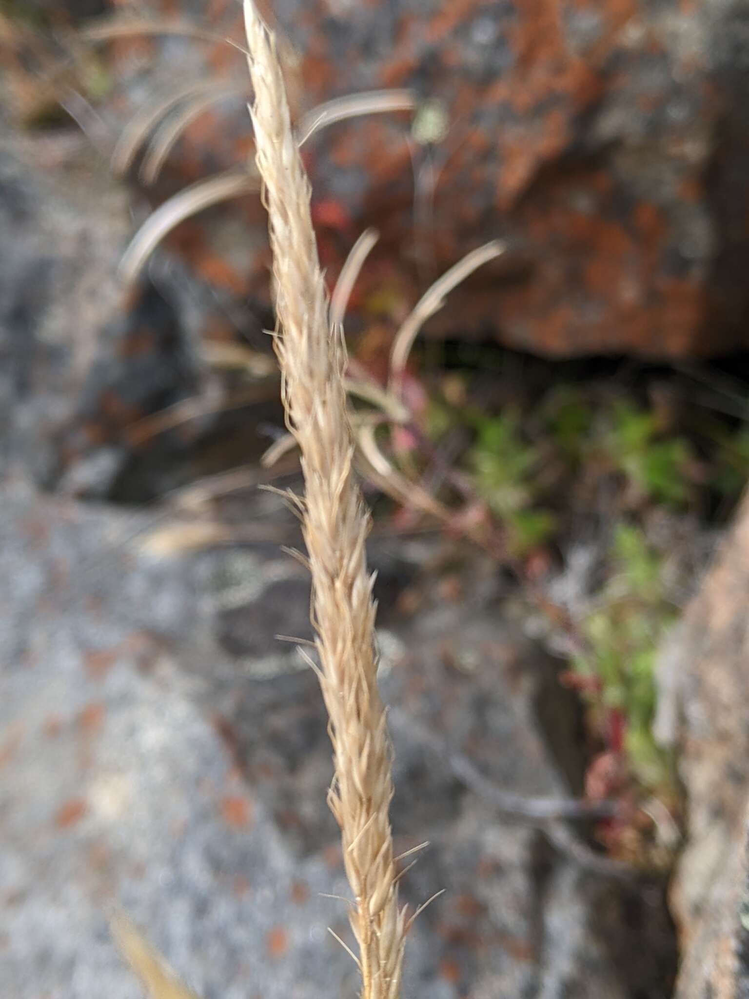 Image of Deyeuxia monticola