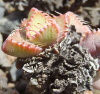 Image of Faucaria tigrina (Haw.) Schwant.