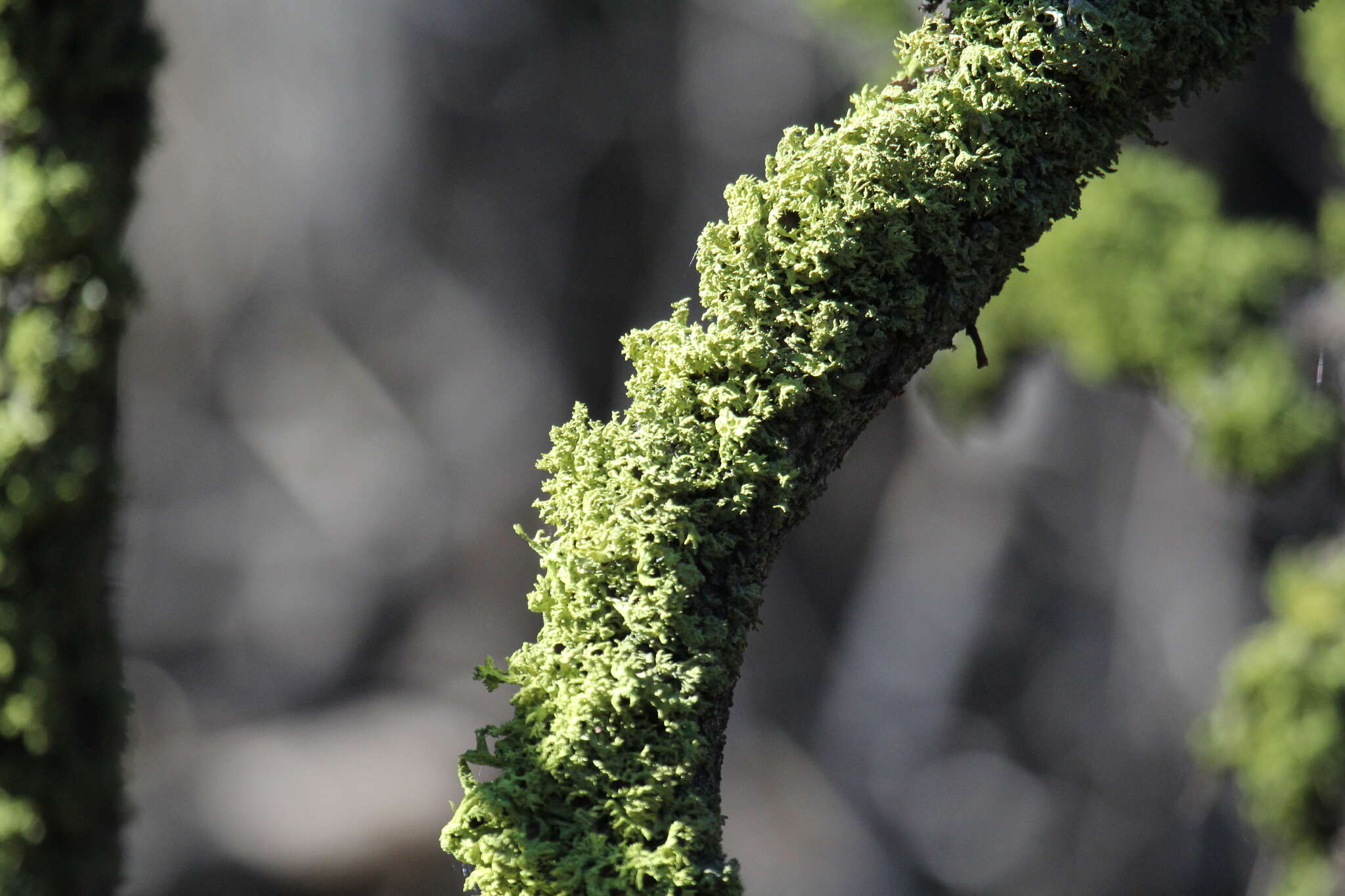 Image of Brown-eyed wolf lichen