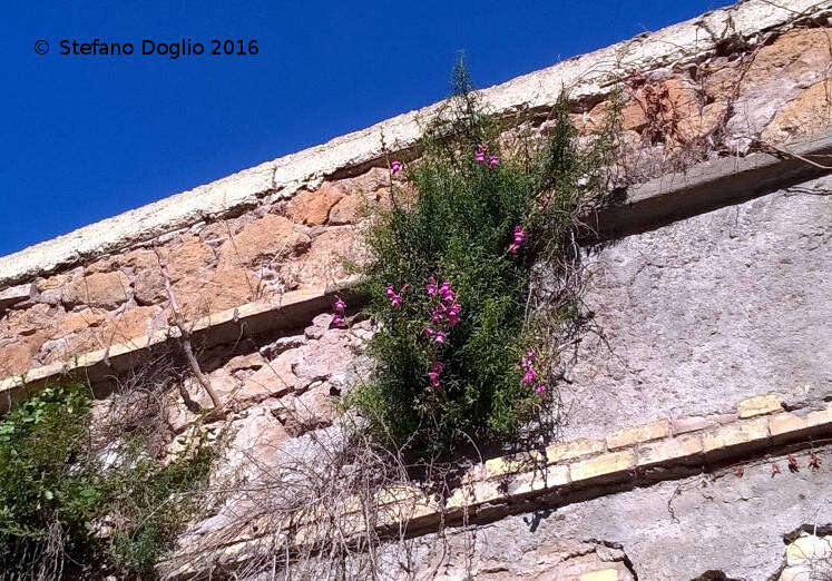 Plancia ëd Antirrhinum majus L.