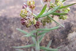 Schizoglossum bidens subsp. bidens的圖片