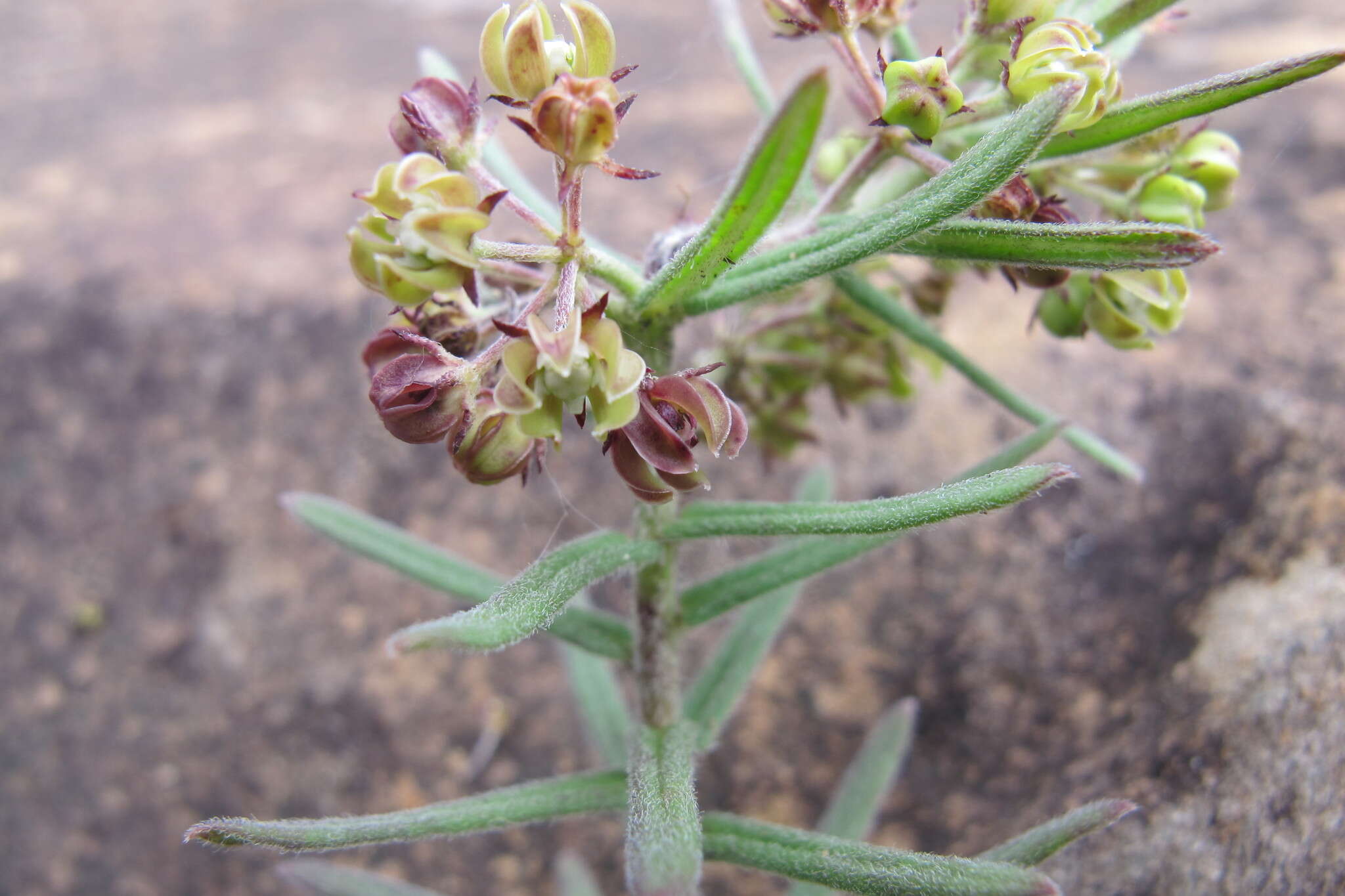 Schizoglossum bidens subsp. bidens的圖片