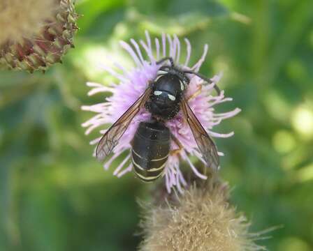 صورة Vespula consobrina (de Saussure 1854)