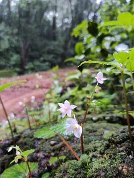 Image of Begonia crenata Dryand.