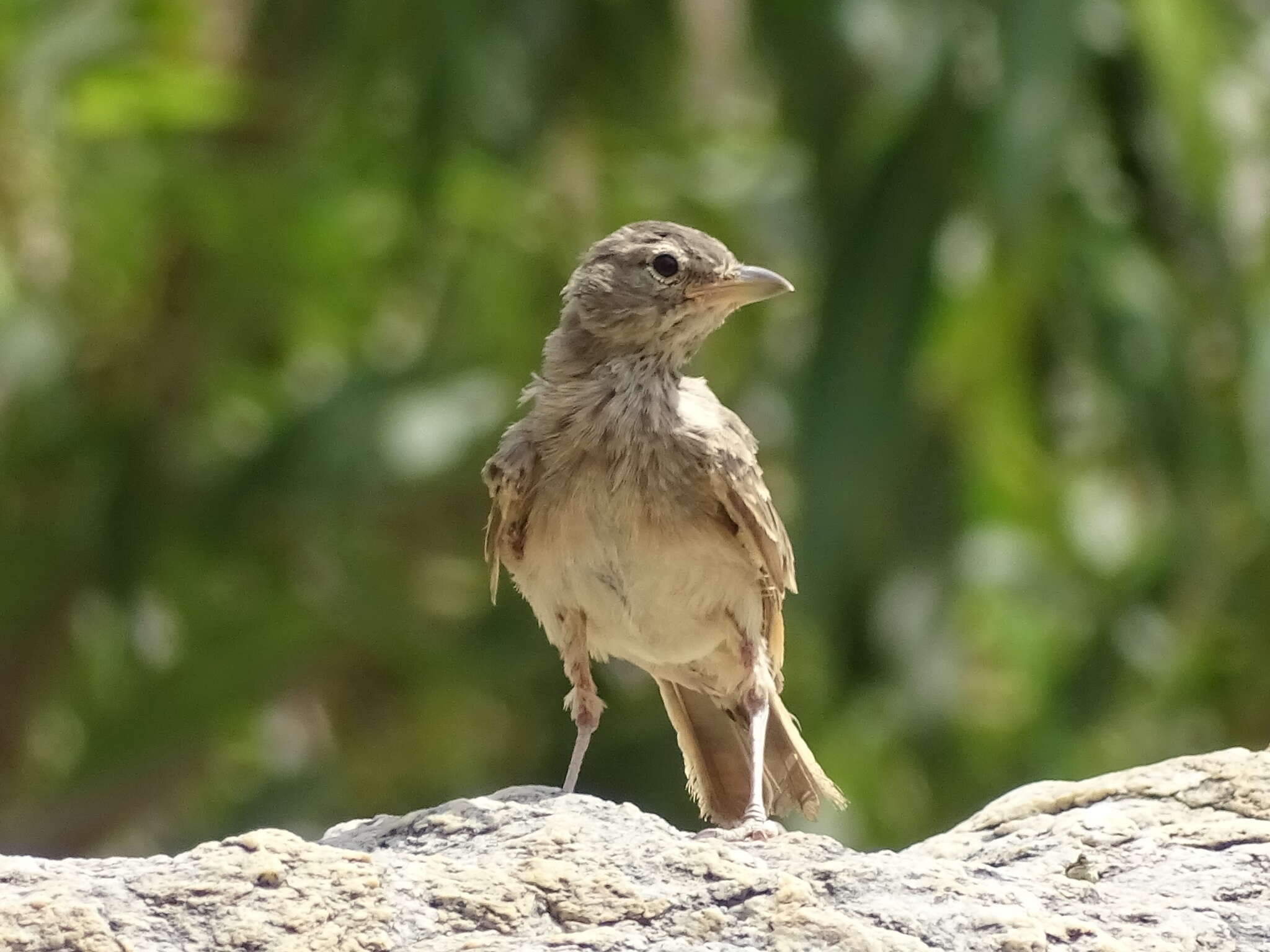 Image of Desert Lark