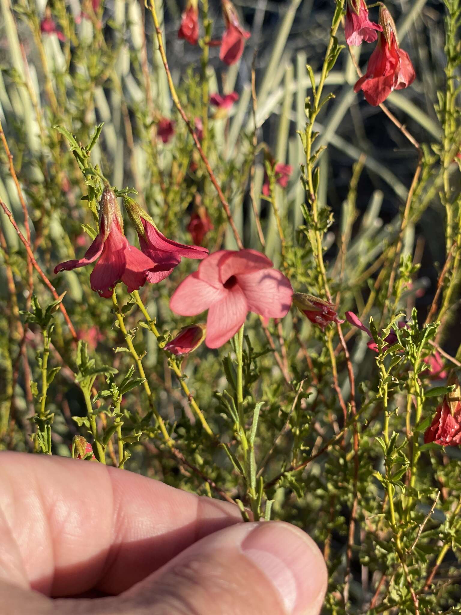 Image of Hermannia stricta (E. Mey. ex Turcz.) Harv.