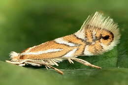 Image of Rowan Midget