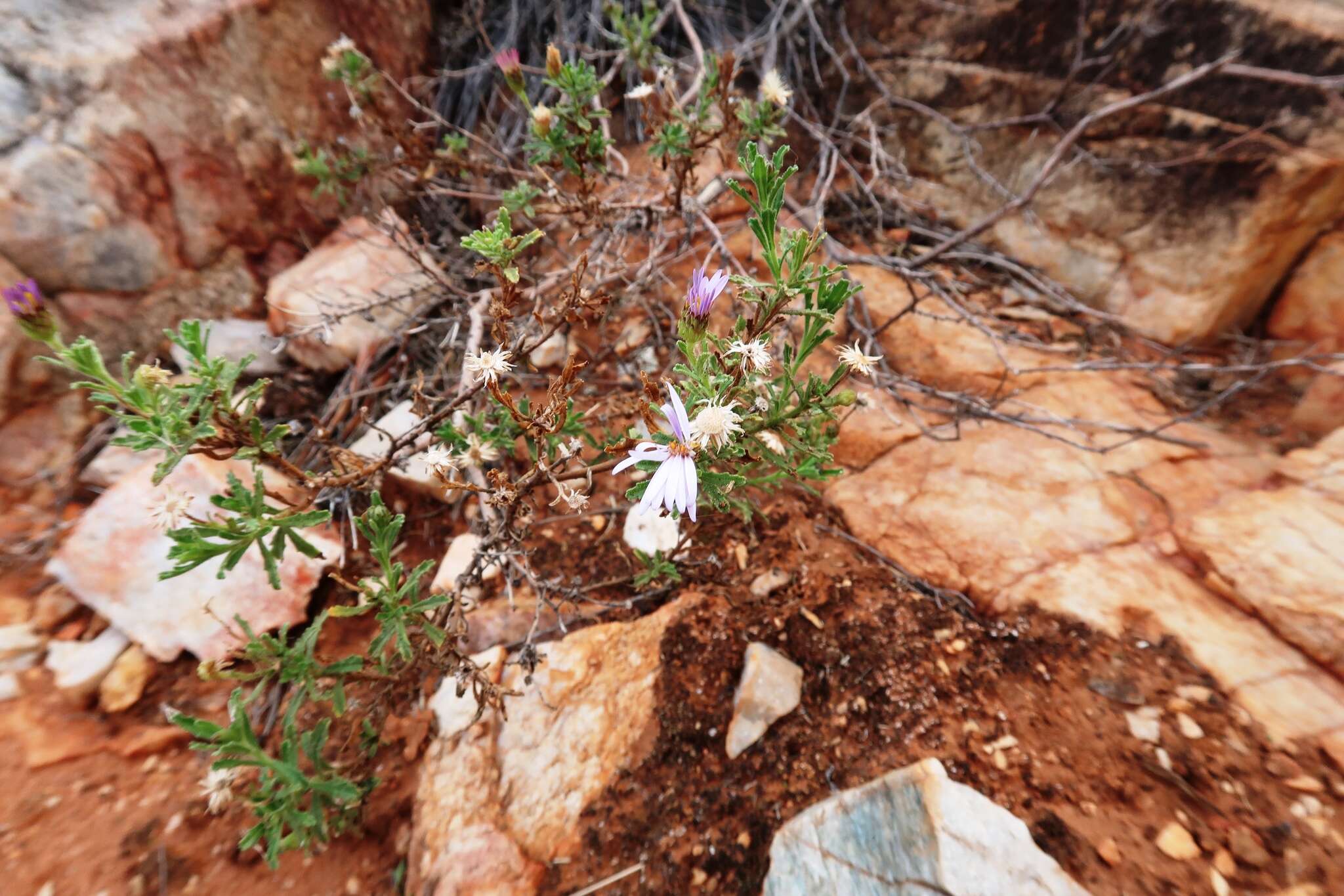 Olearia stuartii (F. Müll.) F. Müll. resmi