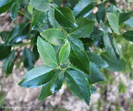 Image of Chilean Laurel