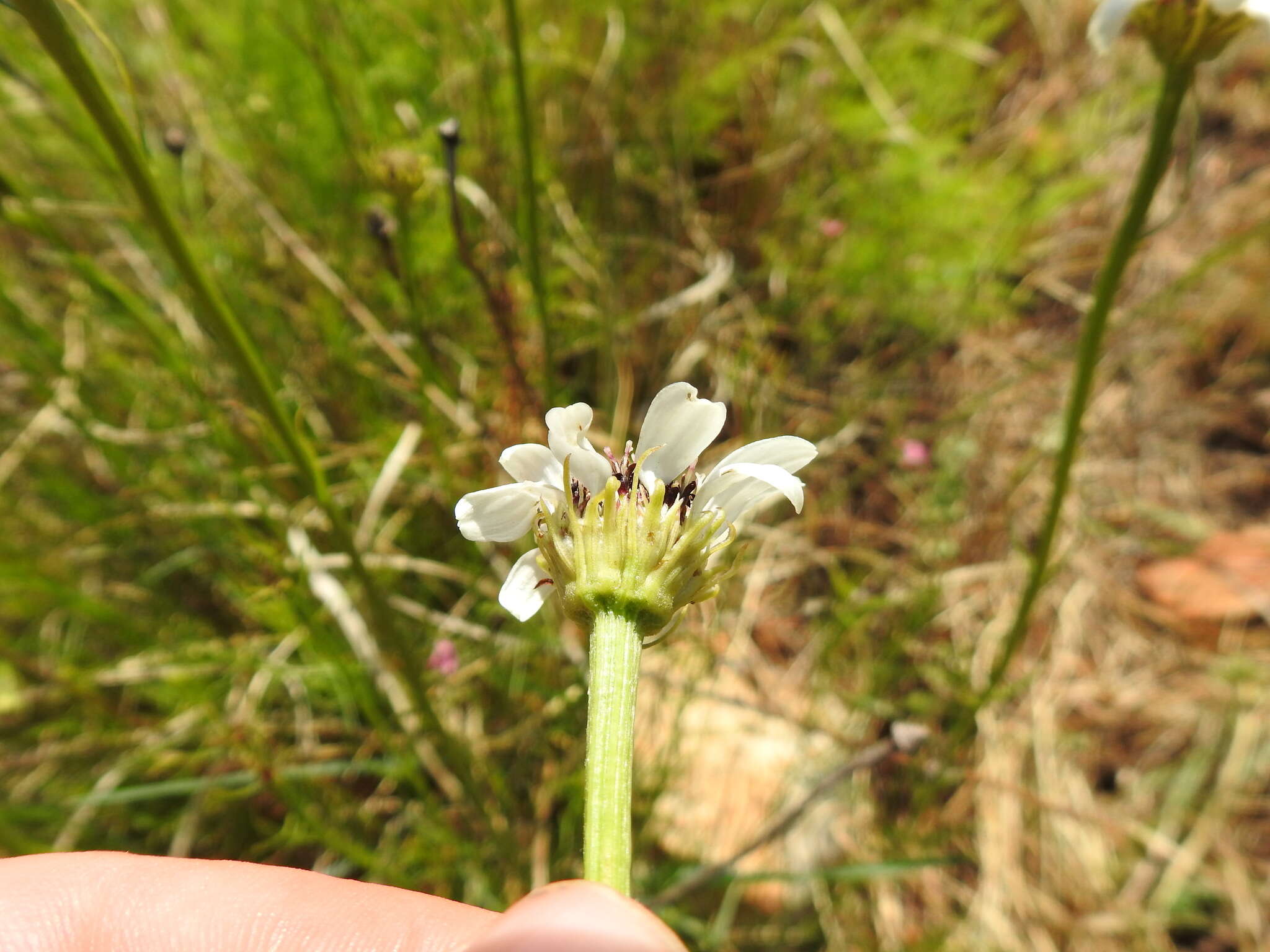 Callilepis leptophylla Harv.的圖片