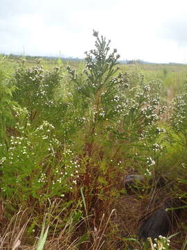 Image of Phylica ericoides var. ericoides