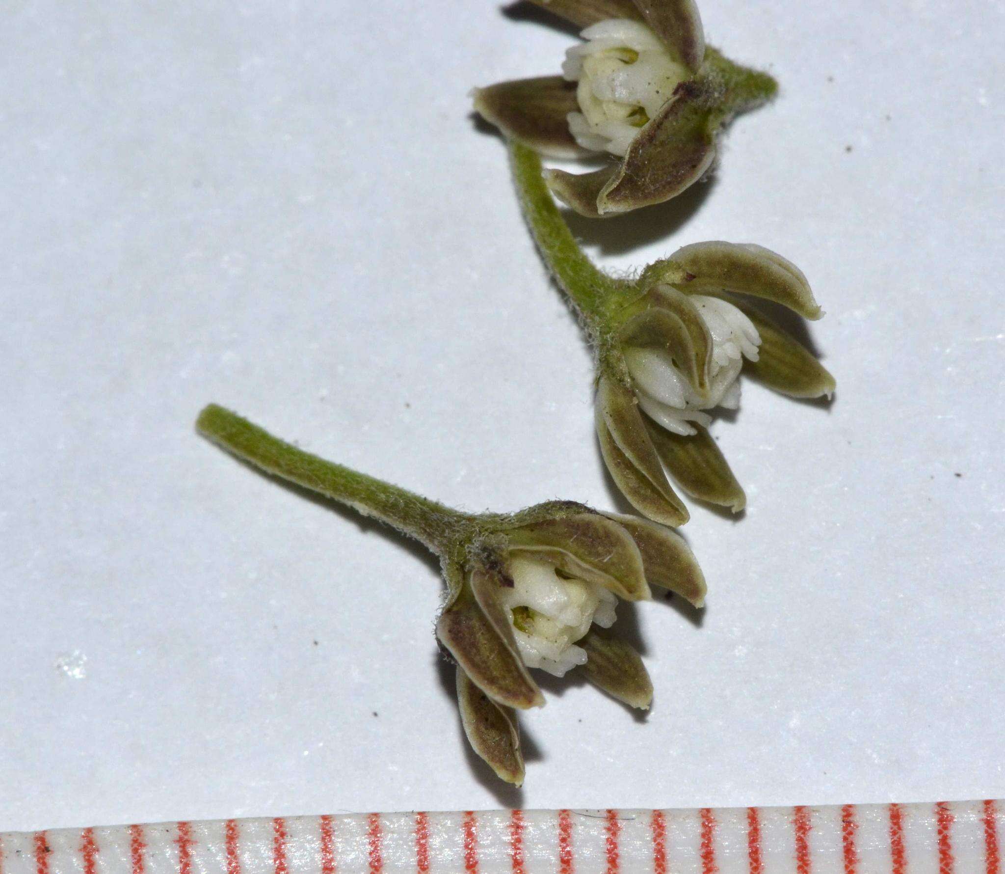 Schizoglossum bidens subsp. bidens的圖片