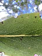 صورة Dubautia latifolia (A. Gray) Keck