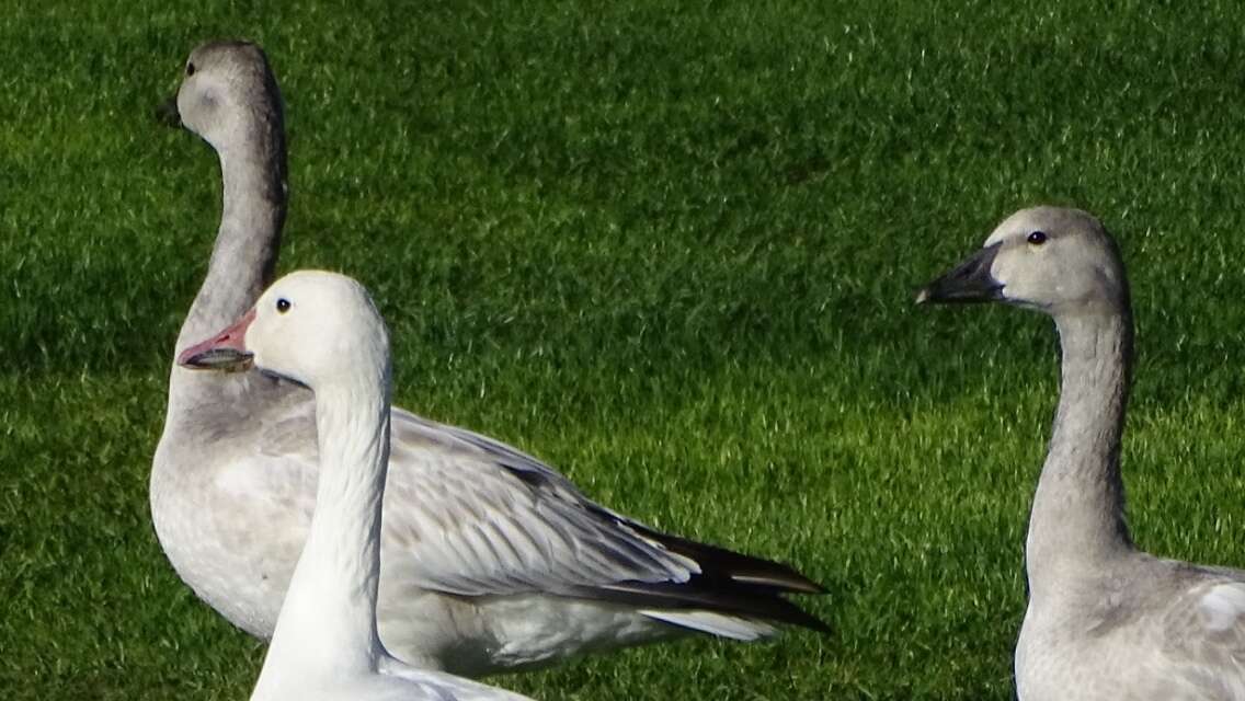 Sivun Anser caerulescens caerulescens (Linnaeus 1758) kuva