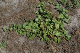 Image of island false bindweed