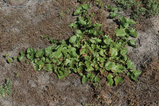 Image of island false bindweed