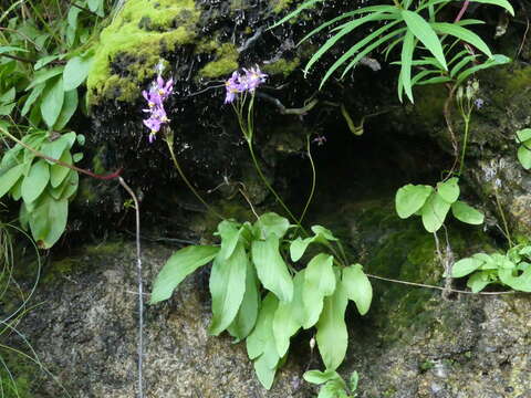 Plancia ëd Dodecatheon pulchellum subsp. macrocarpum (A. Gray) Taylor & Mac Bryde