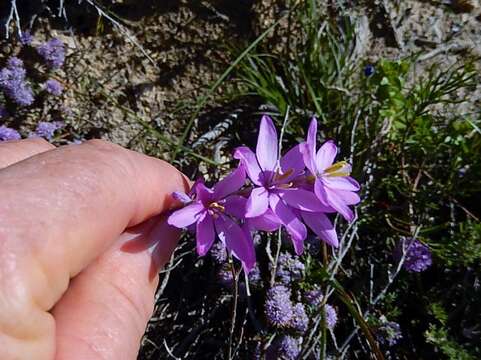 Image of Ixia flexuosa L.