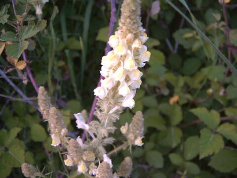 Image of Linaria multicaulis (L.) Mill.