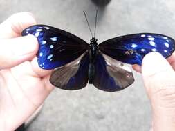 Euploea mulciber basilissa Cramer 1782的圖片