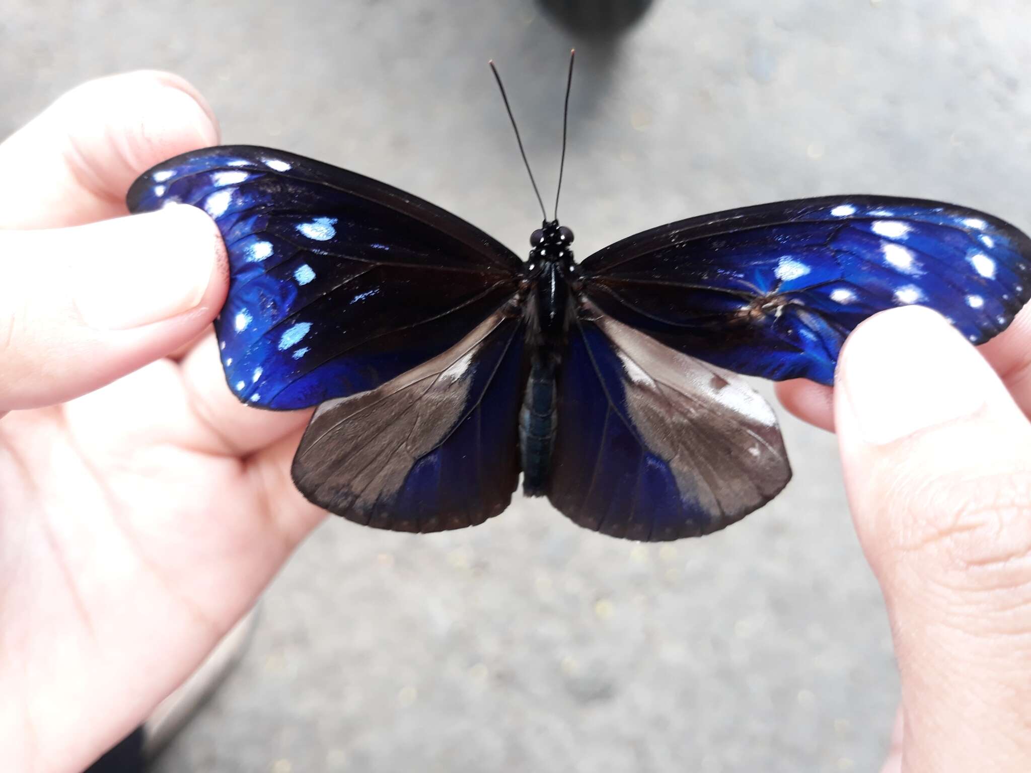 Image of Euploea mulciber basilissa Cramer 1782