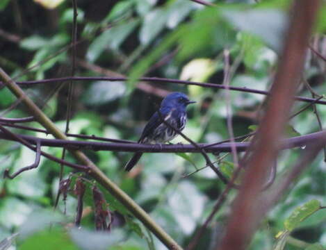 Image of Hainan Blue Flycatcher