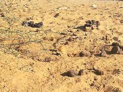 Image of Indian Desert Gerbil