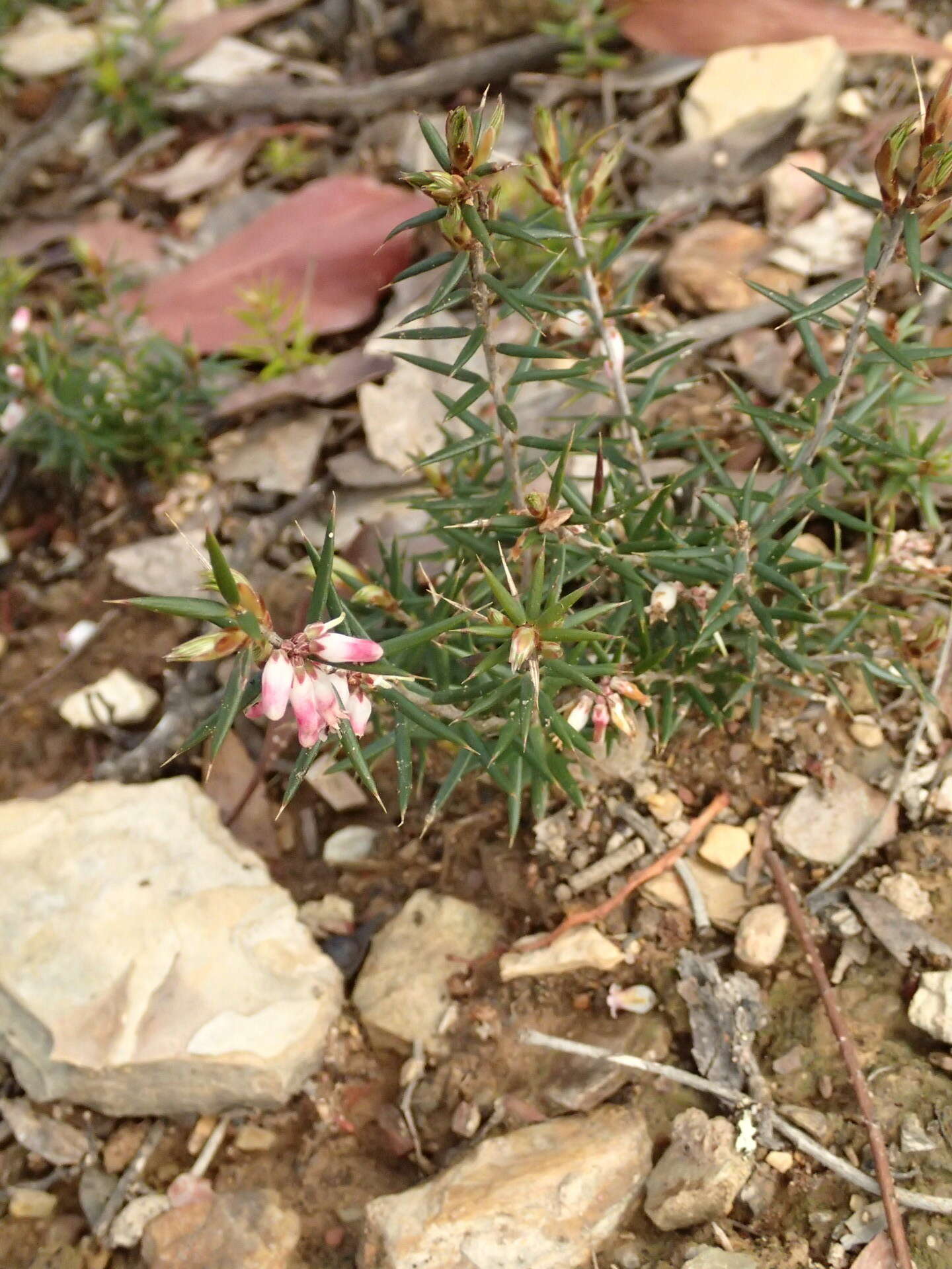 Image of Lissanthe strigosa subsp. subulata (R. Br.) J. M. Powell