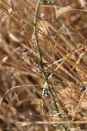 Image de Epilobium brachycarpum Presl