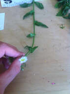 Image of Erigeron philadelphicus var. philadelphicus