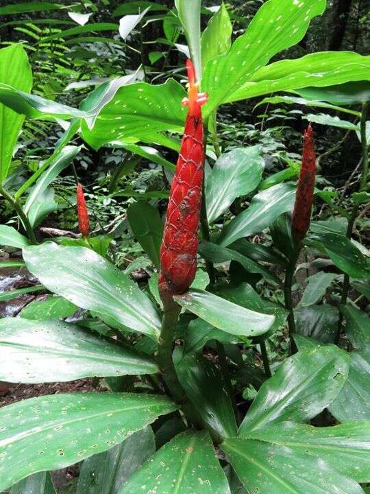 Image of spiral ginger