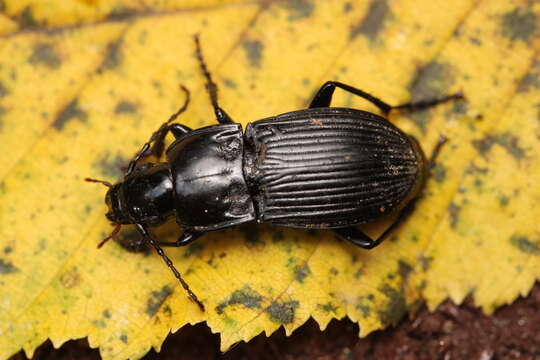 Image of Abax (Abacopercus) carinatus (Duftschmid 1812)