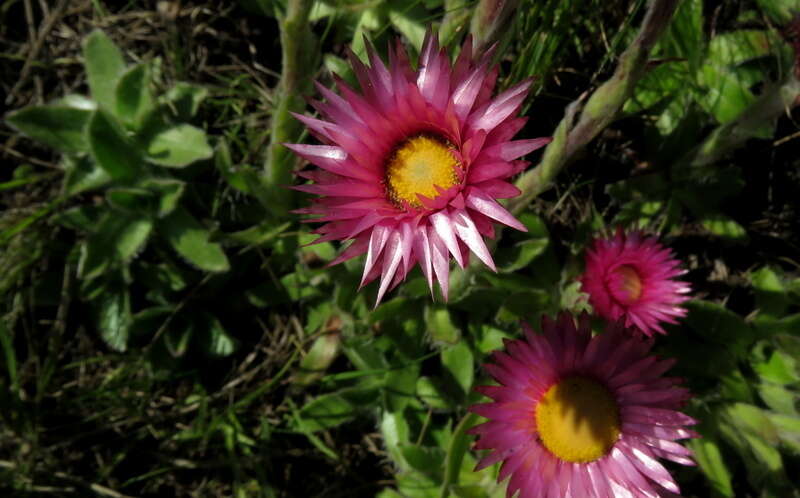 Image de Helichrysum ecklonis Sond.