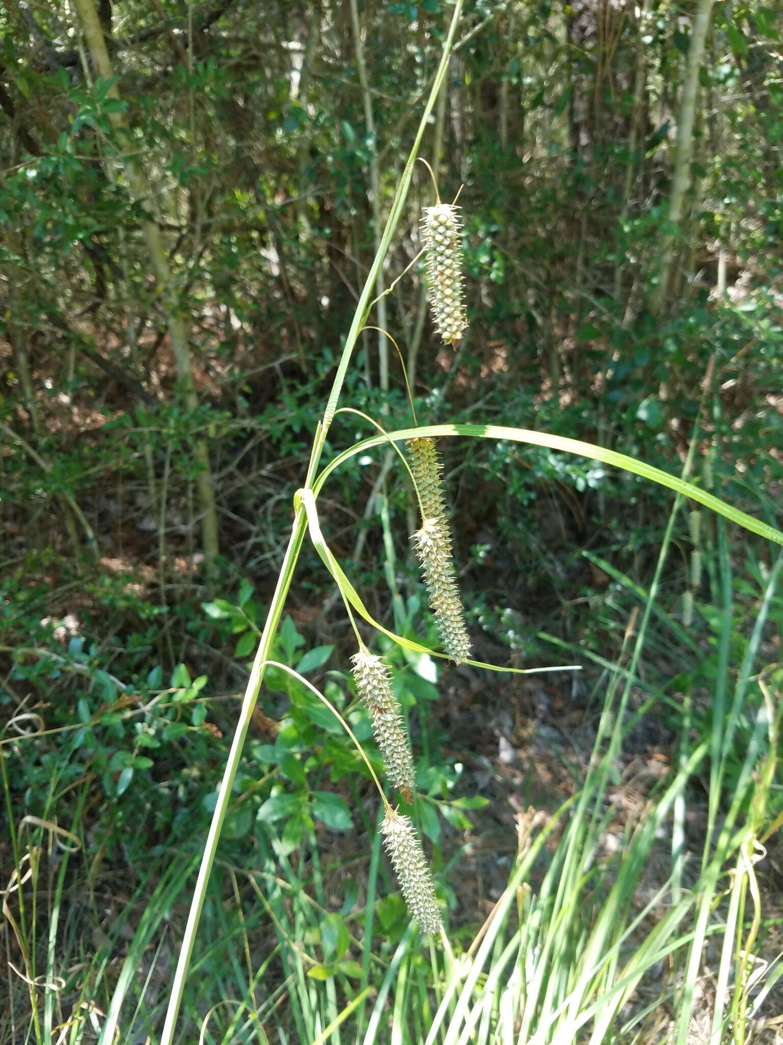 Image of southern waxy sedge
