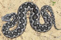 Image of Vipera latastei gaditana Saint Girons 1977