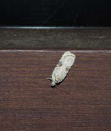 Image of Poison Hemlock Moth