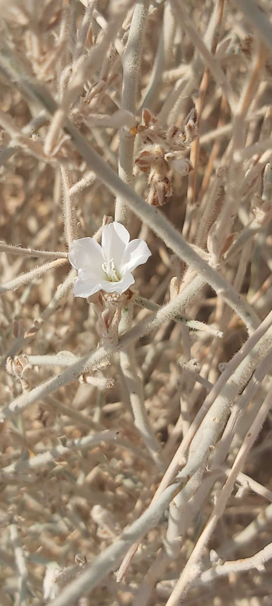 Image of Convolvulus oxyphyllus Boiss.