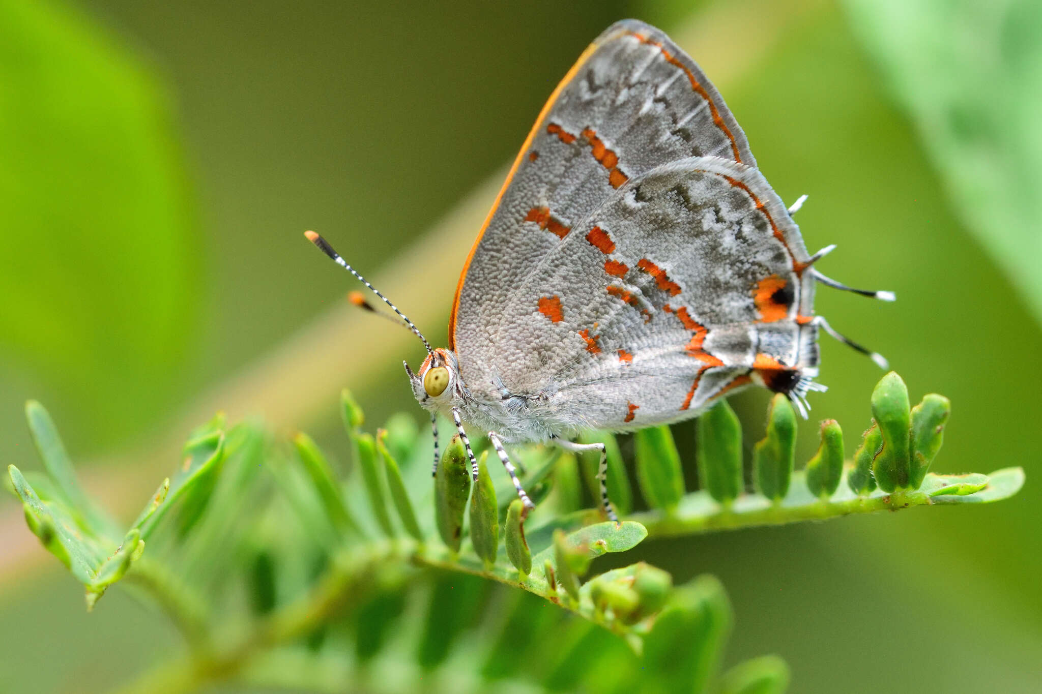 Image of winged insects