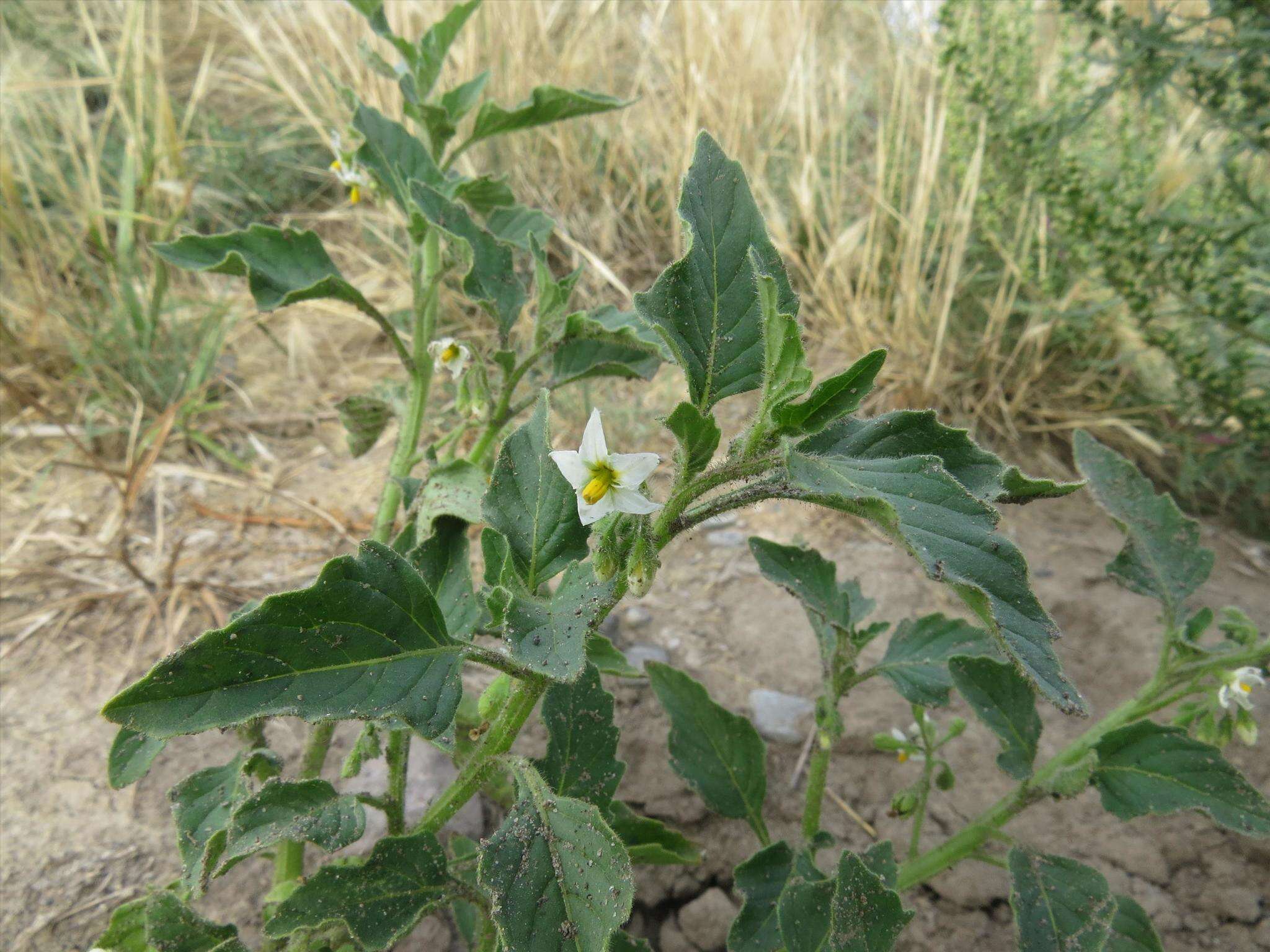 Image of hoe nightshade