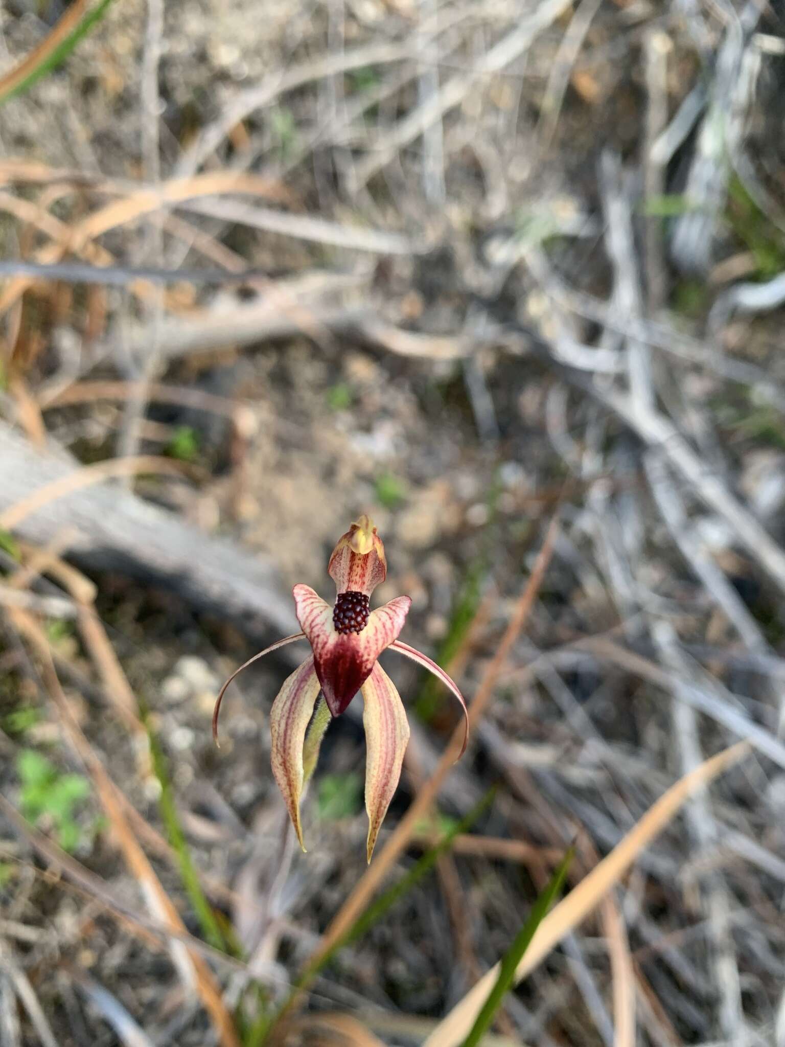 Imagem de Caladenia tessellata Fitzg.