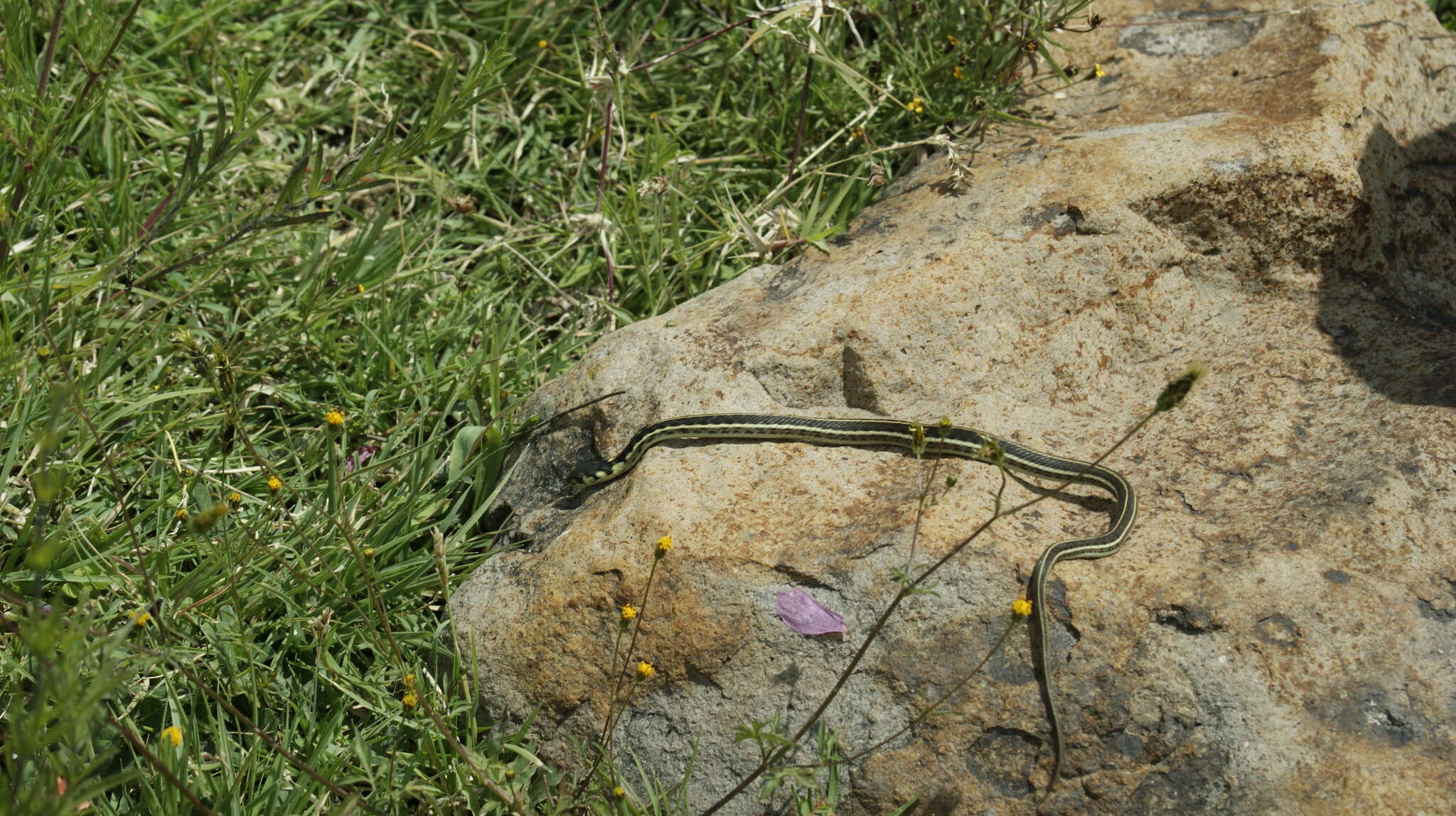 Thamnophis pulchrilatus (Cope 1885)的圖片