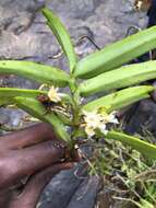 Image of Calyptrochilum