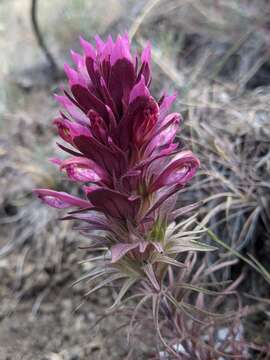 Image of Shasta owl's-clover